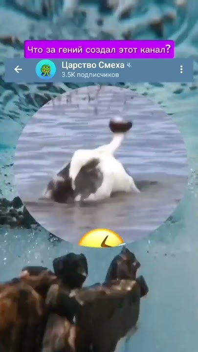 Натуральные гуси #гуси #мем #мемы #memes #meme - YouTube