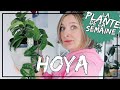  le hoya  entretien et comment le faire fleurir  laplantedelasemaine