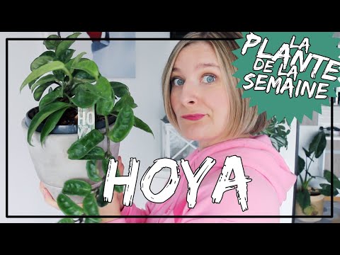 Vidéo: Fertiliser une plante de cire - Comment et quand nourrir une plante Hoya