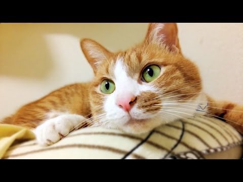 茶トラ猫 ｢マック｣面白い!!!クッションに抱きつき『お昼寝しよう♪』　- Marmalade cat Mac"Favorite cushion. Let's take a nap together
