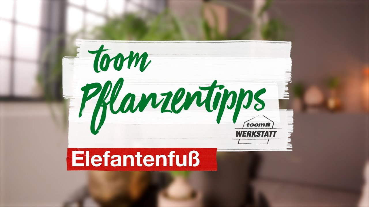 philodendron efeutute Gefleckte Efeutute - pflegeleichte Zimmerpflanze, Scindapsus pictus  'Argyraeus'