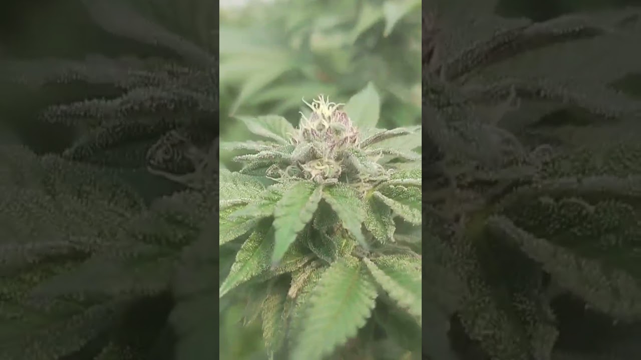 Mokum's tulip - phenohunting for purple washing 