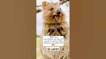 اغنية مجنون أغاني 2025 اغاني Musicsong جديد ترند 
