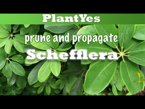Видео: Шеффлерагийн тасалгааны ургамлыг тайрах - Шефлера ургамлыг хэрхэн тайрах вэ