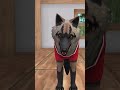 WildCraft elreykion - LUNA funny video #wildcraft #elreykion #Greek