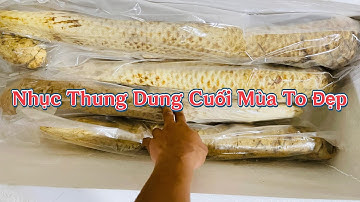 Nhục Thung Dung Sa Mạc | Những Chuyến Nhục Thung Dung Chạy Vội Cho Cuối Mùa