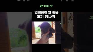입버릇이 안 좋네 애가...