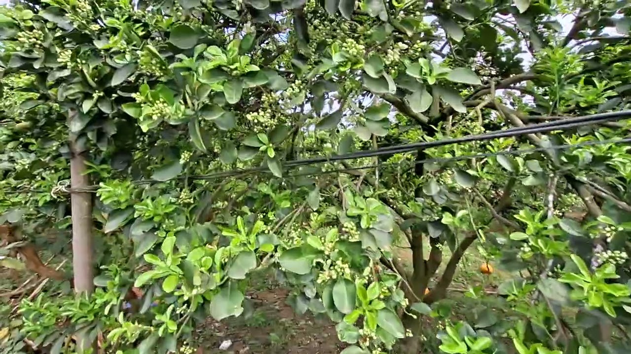 Khu vực trồng bưởi xóm 20 Kim Phú Tuyên Quang