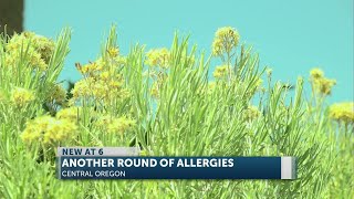 Why allergies are hitting Central Oregon harder right now