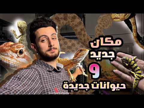 جولة في غرفة الزواحف الجديدة شوفوا الأنواع الجديدة اللي عندي