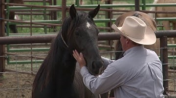 Ken McNabb: Colt Starting (Part 2 of 7) - Preparing for the Halter