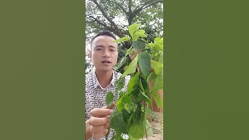 Dây lõi tiền – Chữa tiểu buốt, tiểu rắt cực hay!