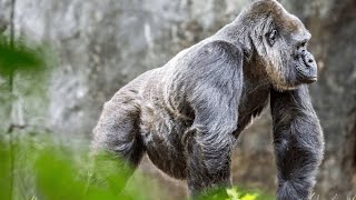 ויזה לאוגנדה לישראלים אונליין עם חברת Aid-Air