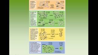 APES Chapter 5: Evolution of Biodiversity