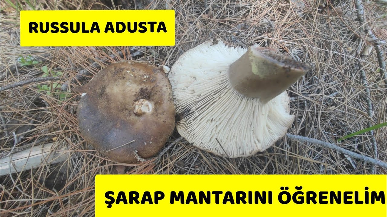 Russula Adusta (Şarap mantarı) İlk Defa Görsüğüm Russula Türü 