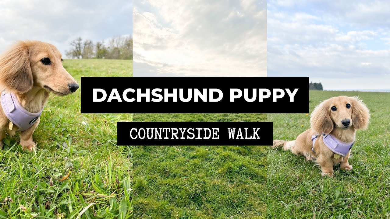 Vlog 3: Miniature Dachshund Puppy - Countryside Walk - YouTube