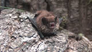 Brandt's Bat by Steve Evans 288 views 7 months ago 1 minute, 21 seconds