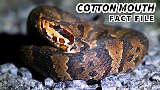 Cottonmouth Facts: NOT the SAME as a WATERSNAKE 🐍 Animal Fact Files