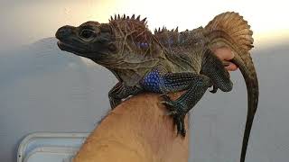 Sub Adult Male Philippine Sailfin Dragon