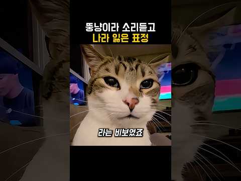 살쪘다고 팩폭 당한 뚱냥이의 <strong>서러운</strong> 변명