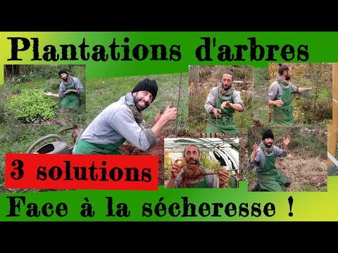 Vidéo: Zone 3 Sélections d'arbres - Conseils pour faire pousser des arbres dans les climats froids