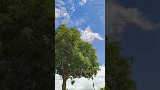 A calm day in summer #ytshorts #videography #filming #shotonmobile