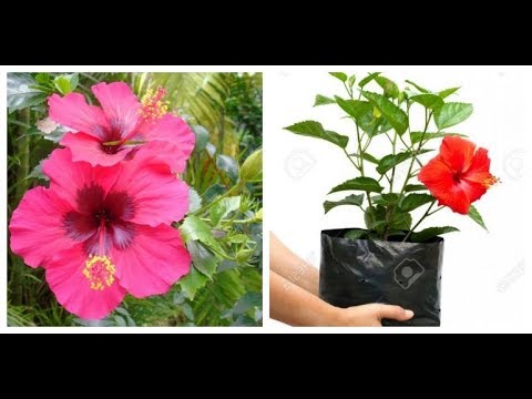 Mostrando Como Foi Meu Plantio De Hibisco Youtube