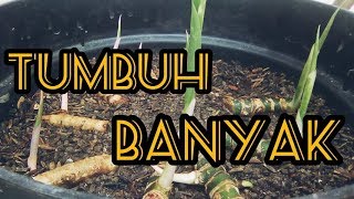 Cara Menanam/Memperbanyak Bunga Aglonema