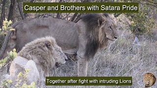 Satara Lion Pride With Casper The White Lion Finally Regroup After Fight