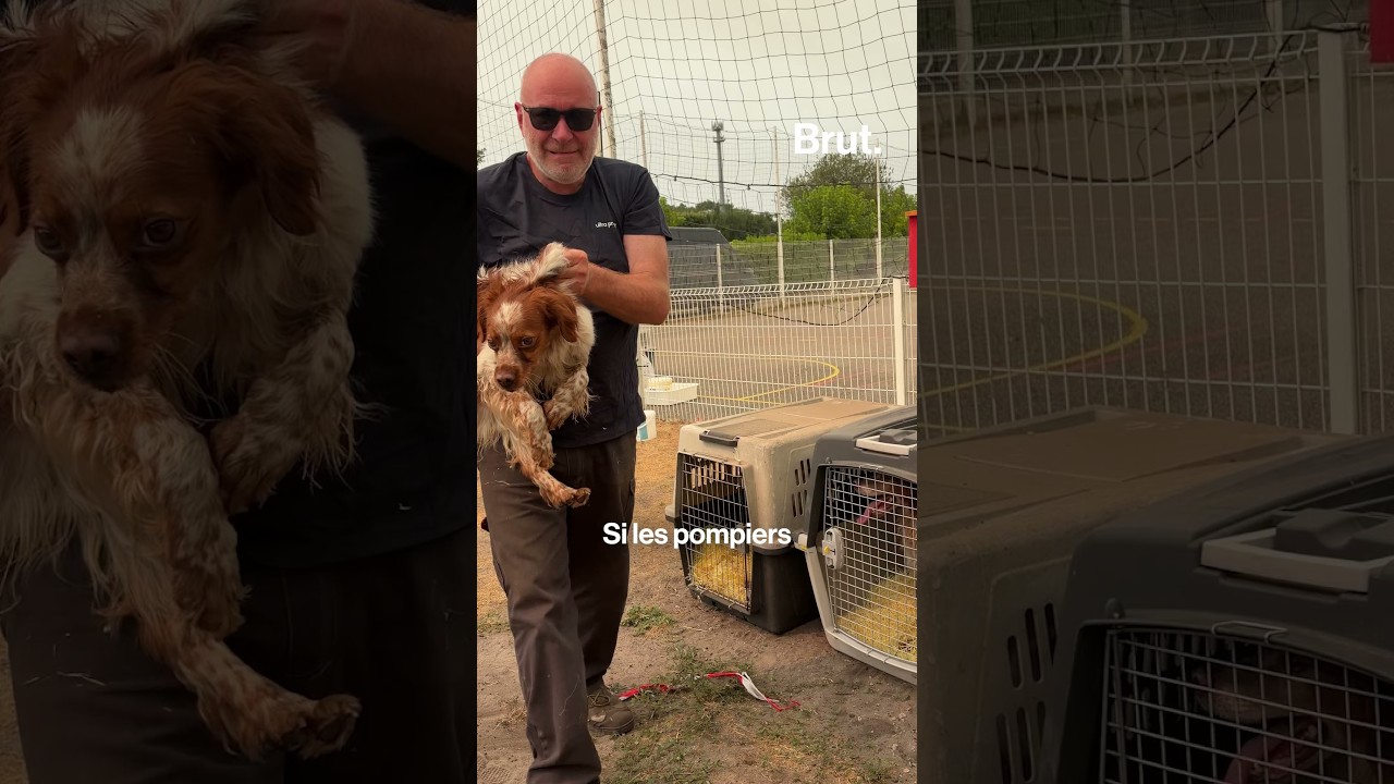 14 chiens d'un chenil sauvés des flammes