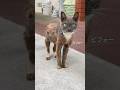 一生忘れない猫の恩返し