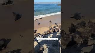 High tides disrupted their peace #SeaLions #HighTide #OceanLife #MarineLife #MontereyBay #shorts
