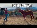 Sparkler the Mustang learns lunging basics!