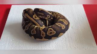 Epic Unboxing!!!! Big addition to my ultramel project and added a new gene!! Check me out!!!