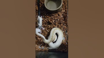 #ballpython #snake #reptiles #animals #ballpythonfeeding #shorts #subscribe #shortvideo #shortsfeed