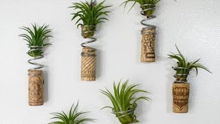 Amazing Air Plant Decoration Ideas |Air Plant Display Ideas | Wonderful Ideas