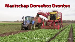 Maatschap Dorenbos Dronten: Witlof(Chicory) rooien door loonbedrijf Breure met de Samon