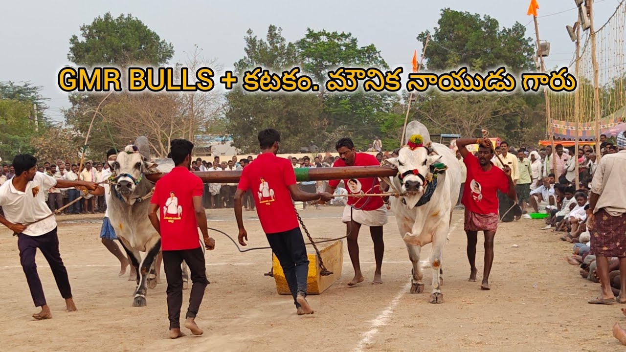 ఆకుల గణపవరం న్యూకేటగిరి 2వ GMR BULLS + కటకం. మౌనిక నాయుడు గారు 