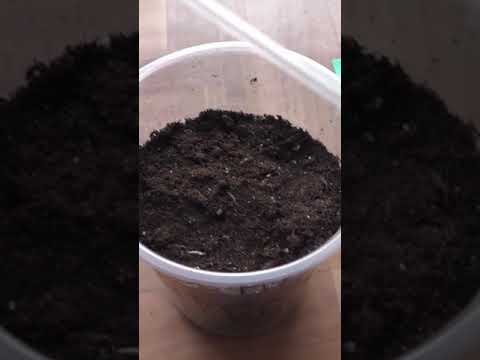 Видео: Катананхе – многолетнее растение?