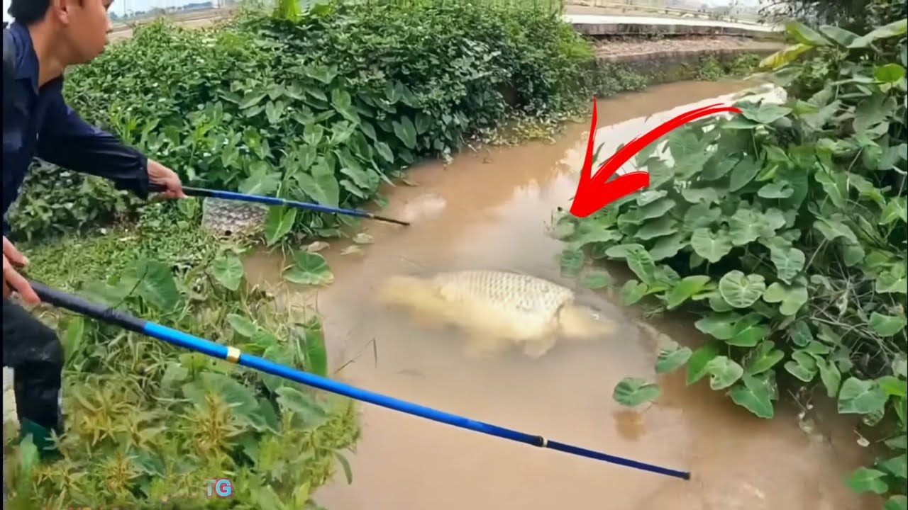 Dùng Máy Kích Điện Truy Bắt Đàn Cá Chép Khủng Đang Theo Nước Lũ