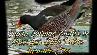 Suara Burung Sintar VS Mandar Batu Pelan