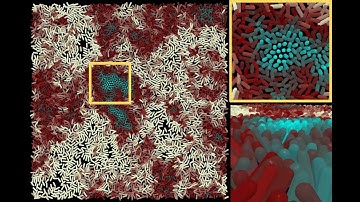 Simulation of rosette formation by high-speed bacteria