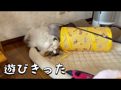 猫がよく遊ぶおもちゃ【ノルウェージャンフォレストキャット】
