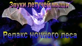 Звуки летучей мыши. Релакс. Красивый лес.#Релаксация#NatureSound#Relaxmusicforsleeping#Летучаямышь