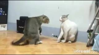 Zing zing Zingat dance funny