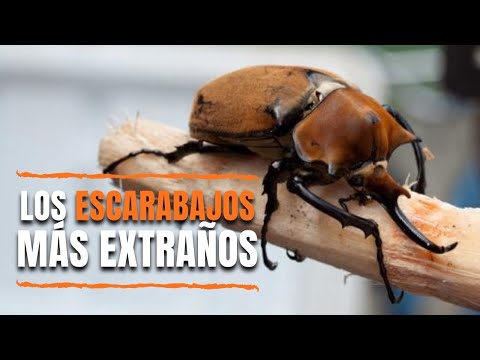 Video: Interesante saber: qué comen los escarabajos