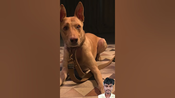 Humans vs Dogs 🐶😂 | Kuldeep Singhaniaa #shorts #comedy