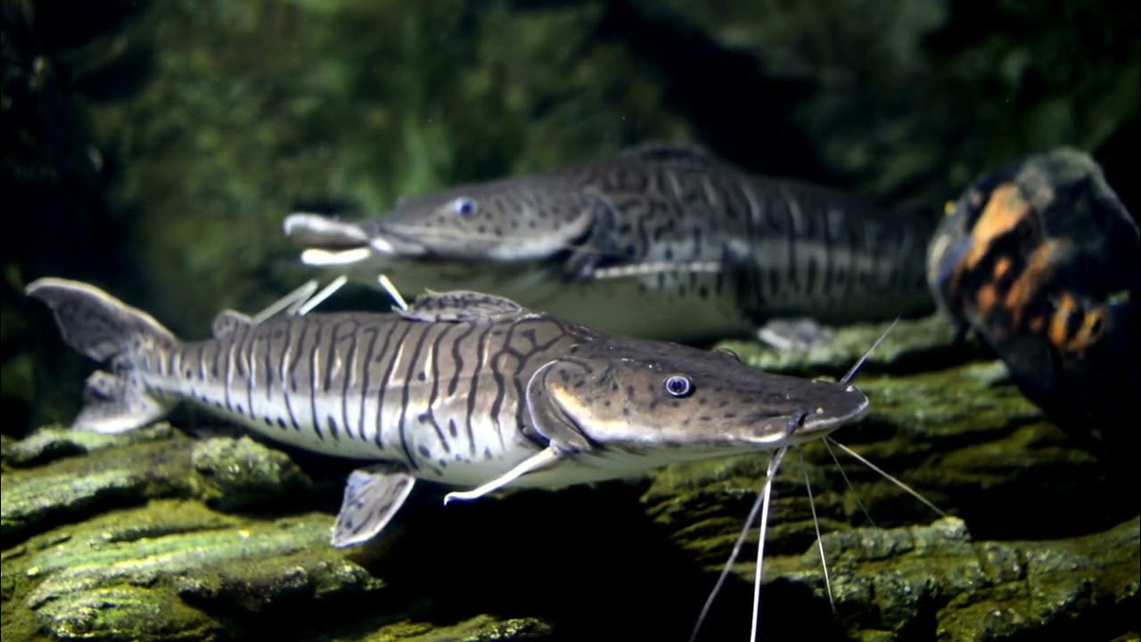 Pictus Catfish Care Guide Size, Diet, Life Span & Tank Mate YouTube