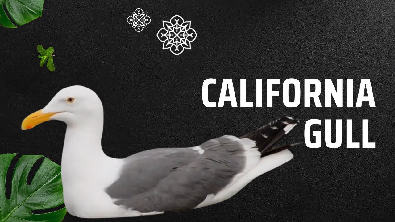 🕊️ California Gull: The Coastal Survivor | Amazing Planet 🌊