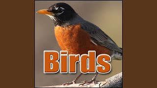 Download Lagu Bird, Wren - Bewicks Wren: Short Multiple Call, Animal Birds